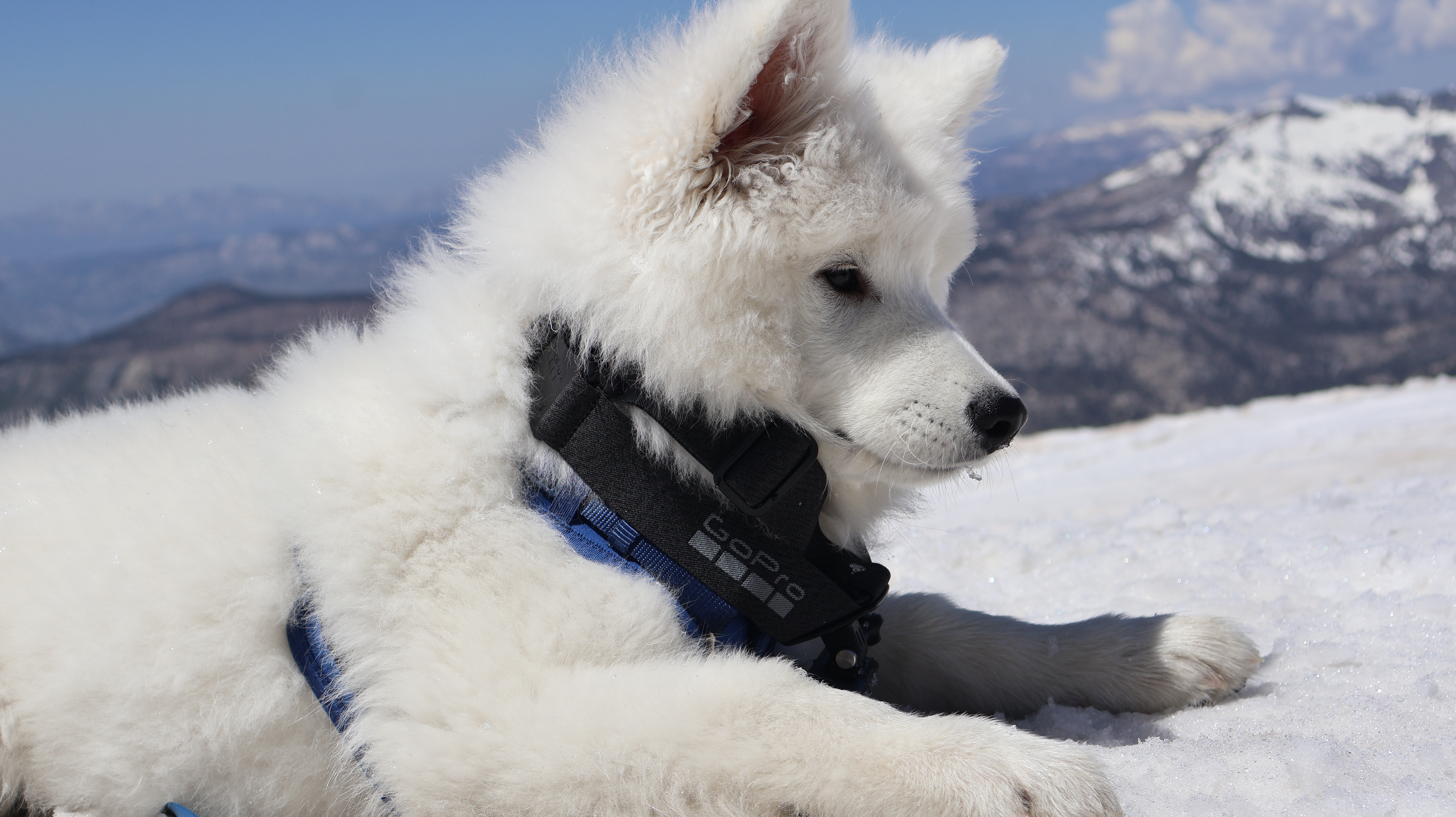 Shaay resting in the snow